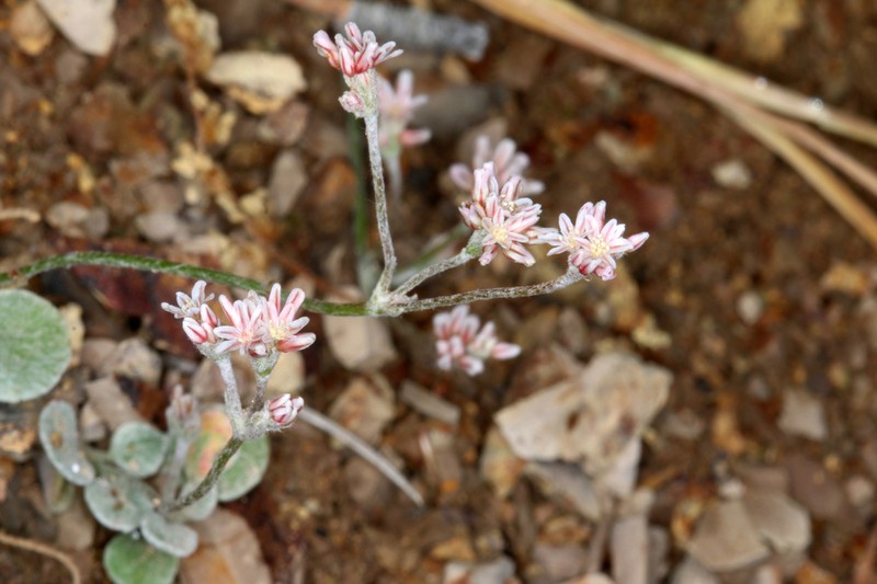 Eastwood's Buckwheat photo 4