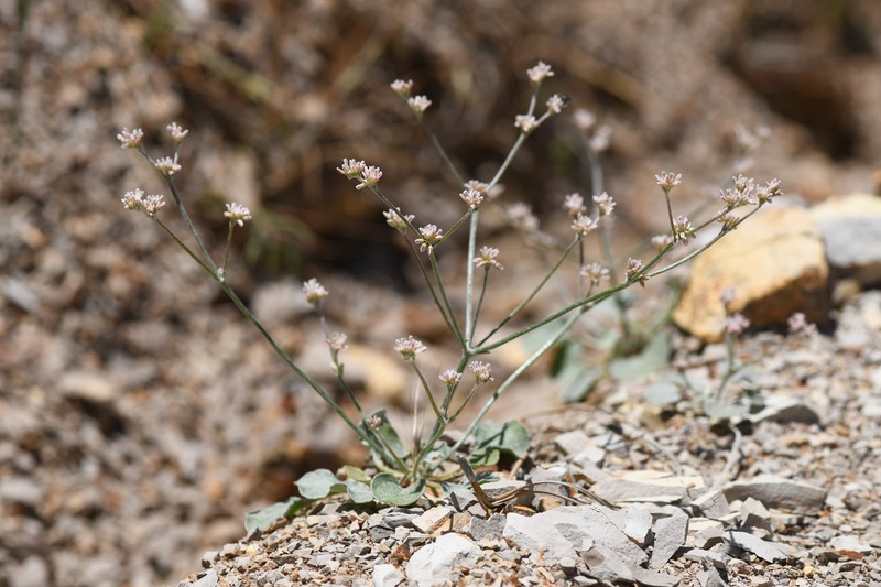 Eastwood's Buckwheat photo 5
