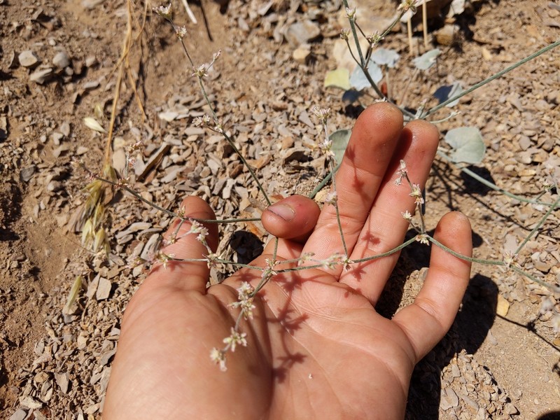 Eastwood's Buckwheat photo 7