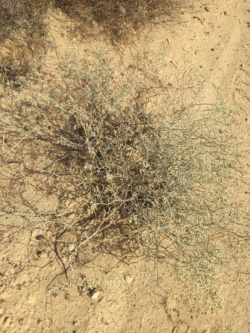 Spreading Buckwheat