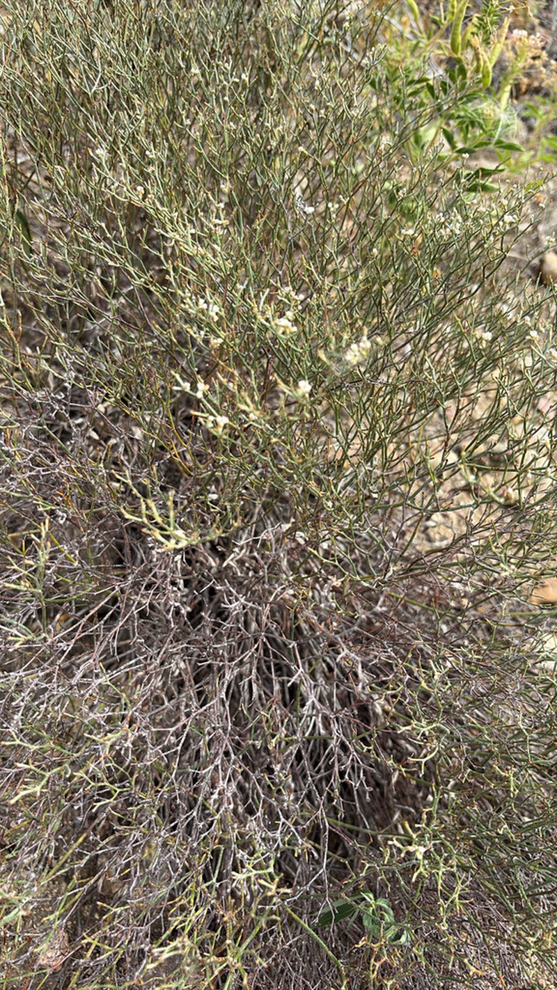 Spreading Buckwheat photo 2