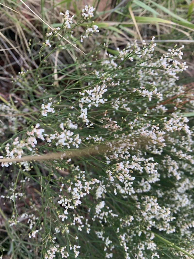 Spreading Buckwheat photo 3