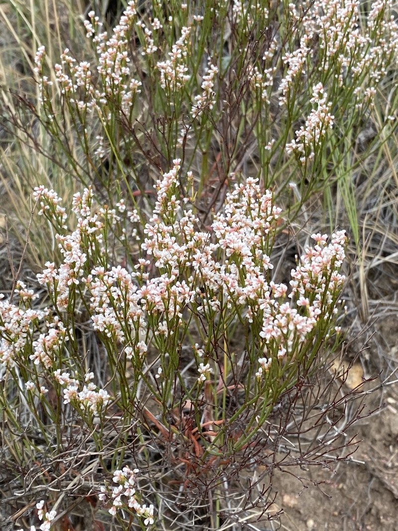 Spreading Buckwheat photo 4