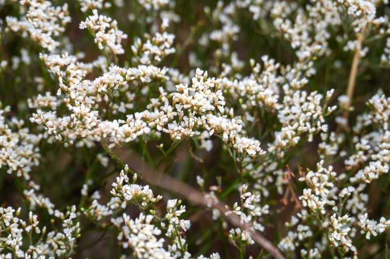 Spreading Buckwheat photo 5