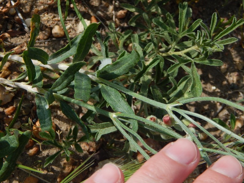 Spreading Buckwheat photo 6