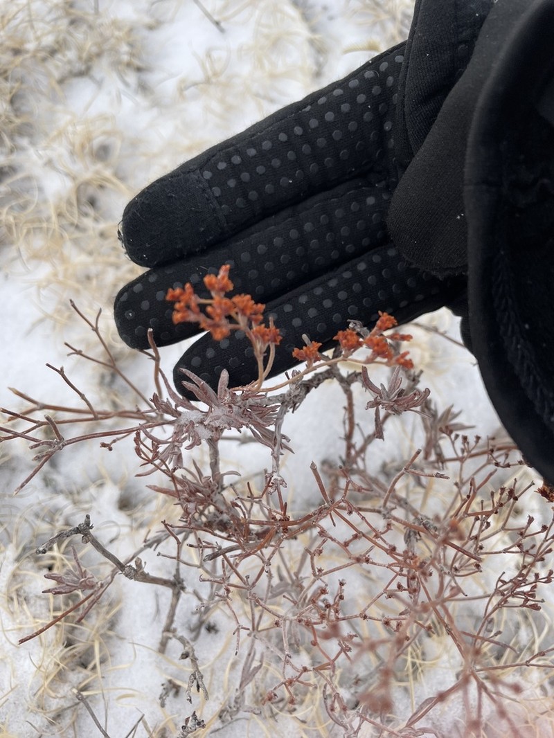 Spreading Buckwheat photo 7