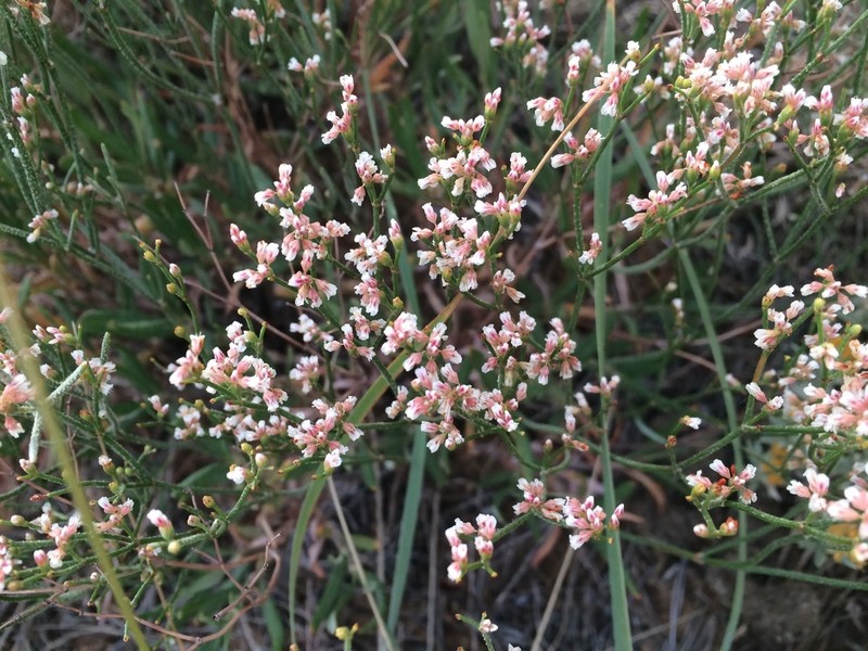 Spreading Buckwheat photo 8