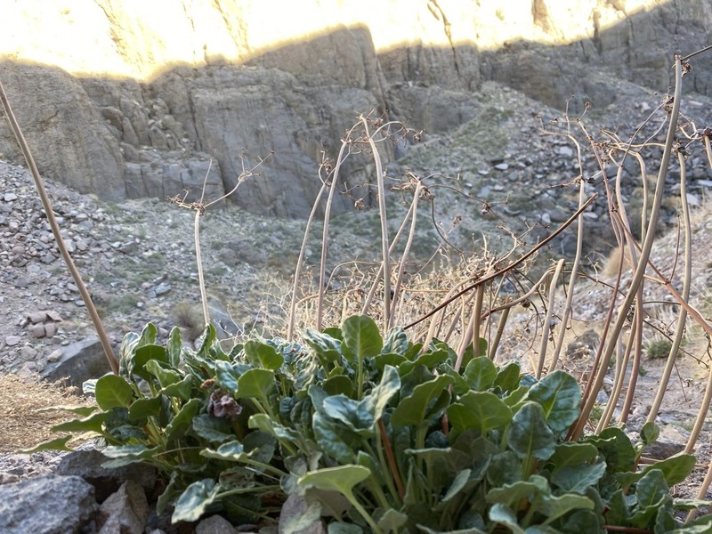 Tall Woolly Buckwheat photo 2