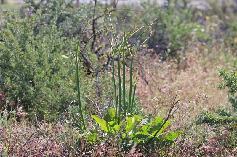Tall Woolly Buckwheat photo 3