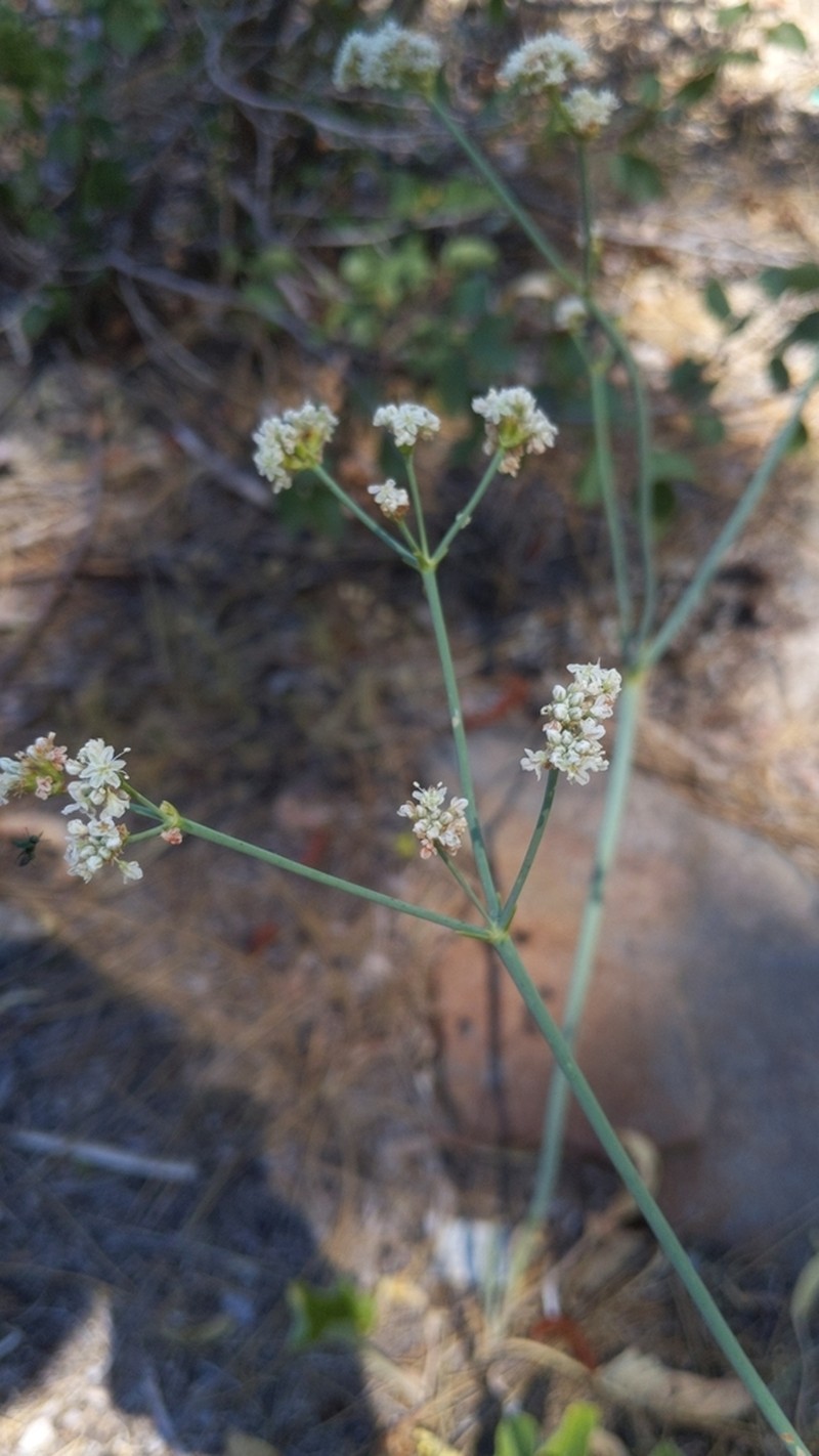Tall Woolly Buckwheat photo 4