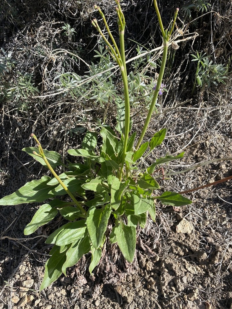 Tall Woolly Buckwheat photo 5