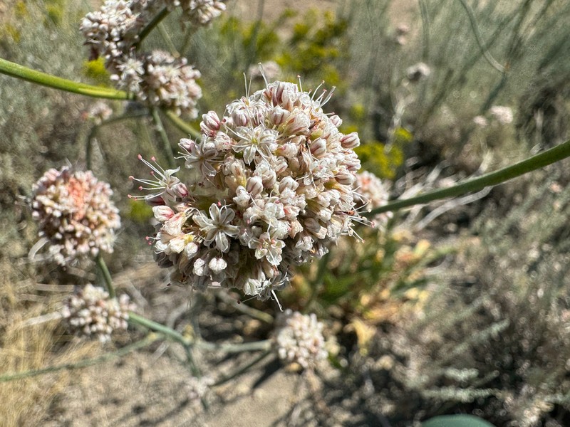 Tall Woolly Buckwheat photo 6