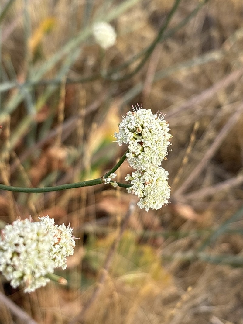 Tall Woolly Buckwheat photo 7