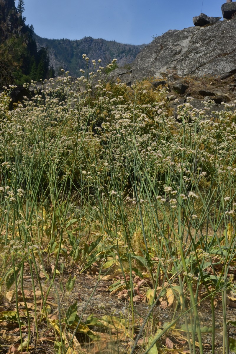 Eriogonum elatum var. elatum