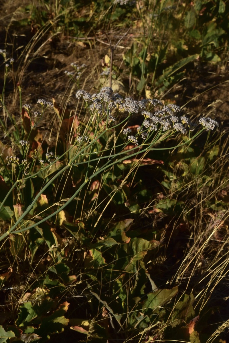 Eriogonum elatum var. elatum photo 2