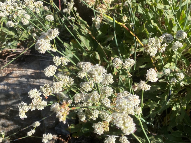 Eriogonum elatum var. elatum photo 3
