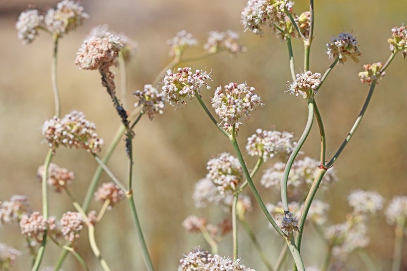 Eriogonum elatum var. elatum photo 4
