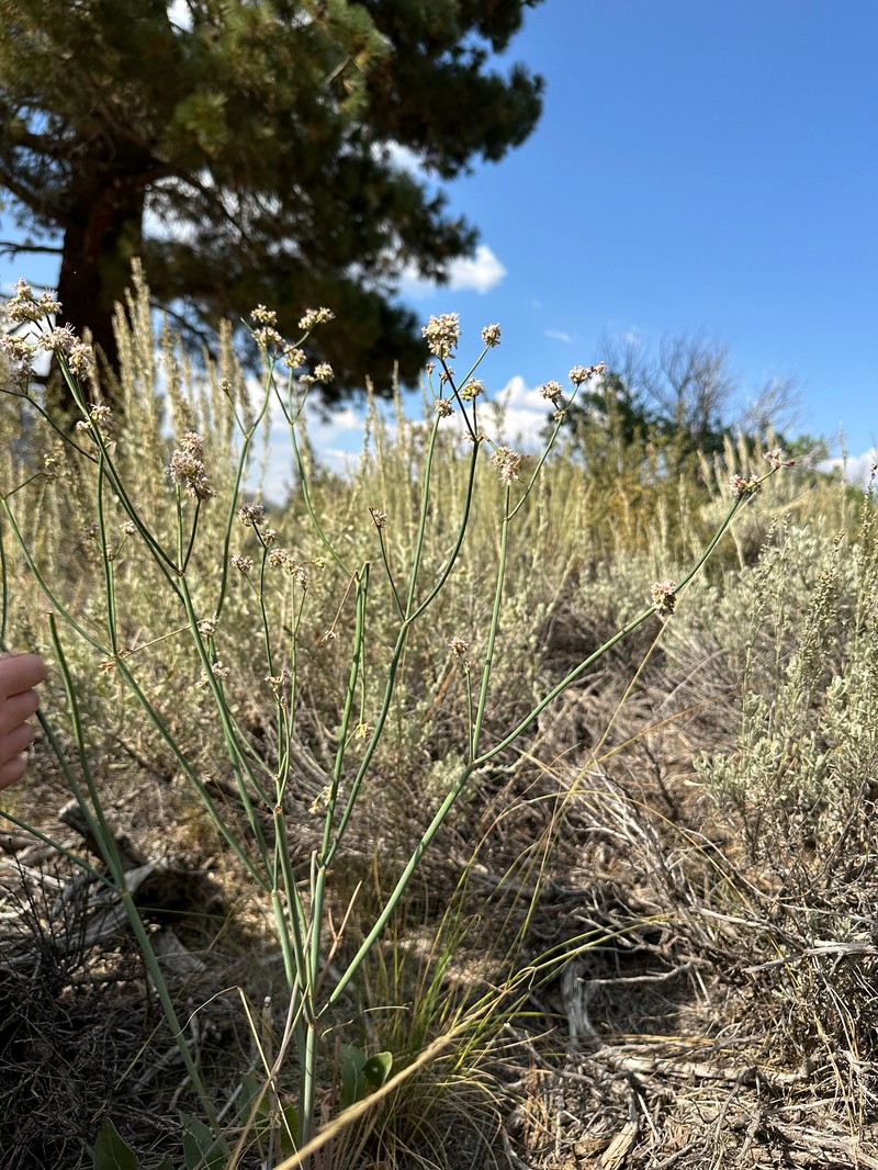 Eriogonum elatum var. elatum photo 5