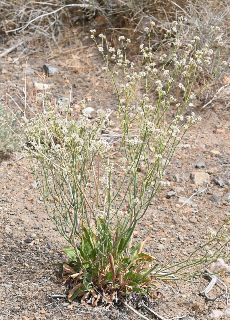 Eriogonum elatum var. elatum photo 6