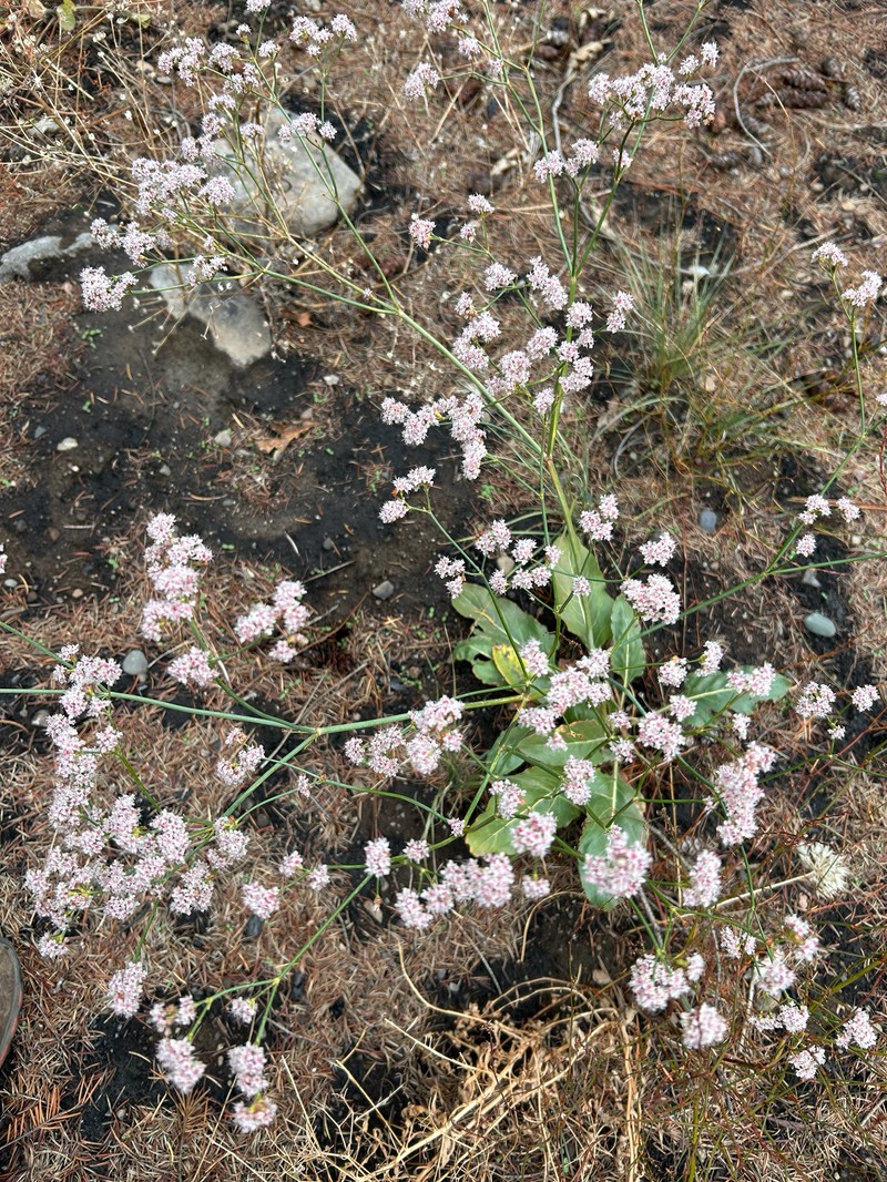 Eriogonum elatum var. elatum photo 7