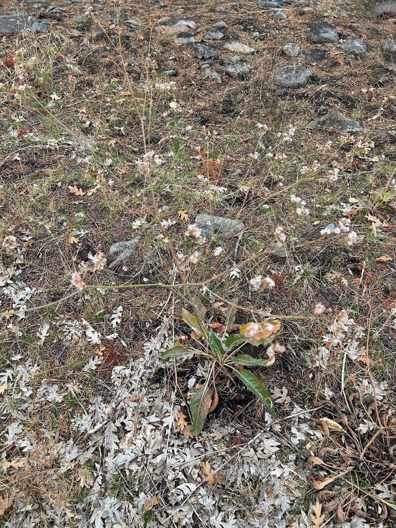 Eriogonum elatum var. elatum photo 8