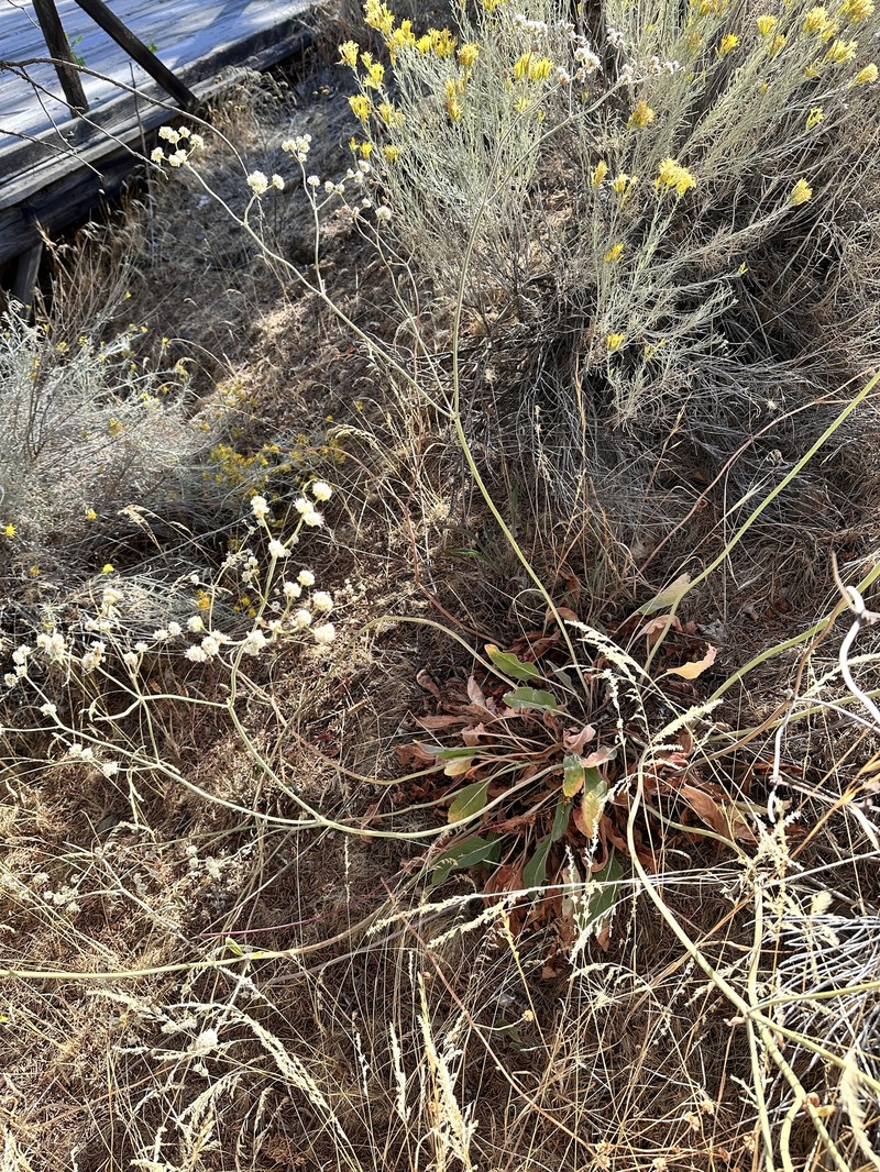 Eriogonum elatum var. villosum