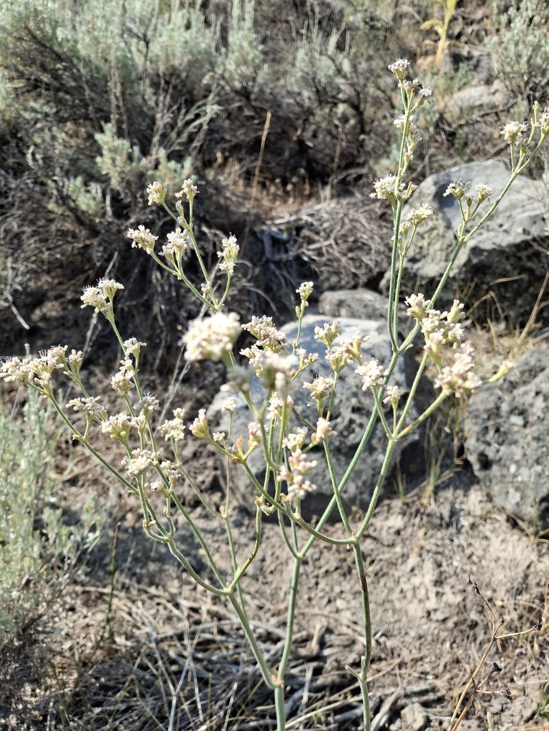 Eriogonum elatum var. villosum photo 2