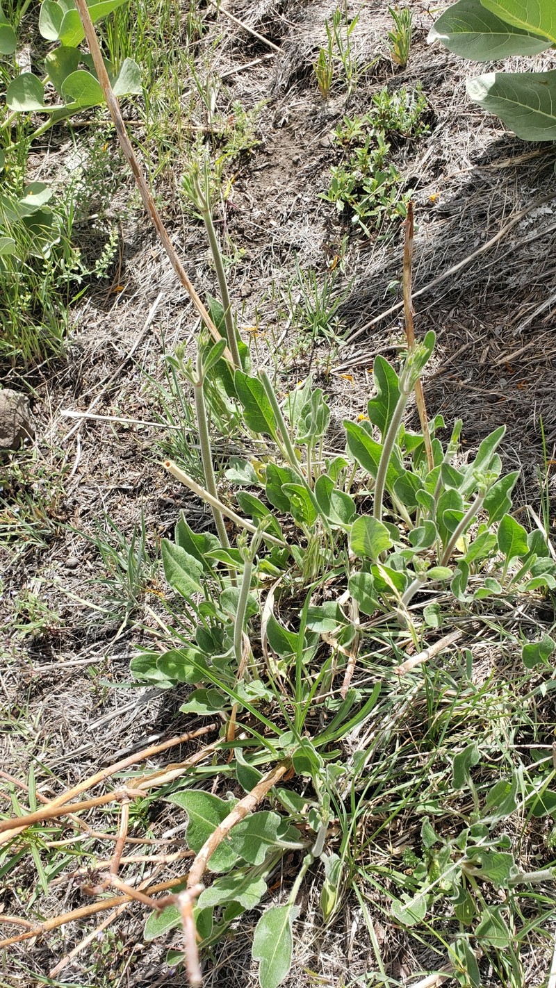 Eriogonum elatum var. villosum photo 3