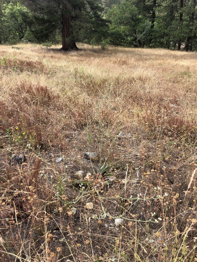 Eriogonum elatum var. villosum photo 4