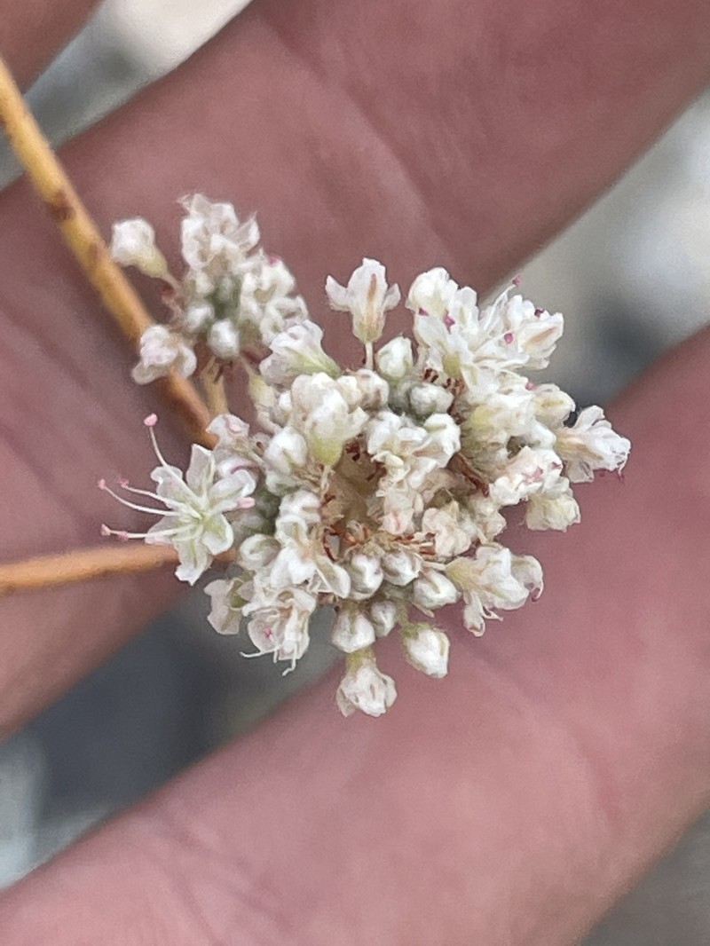 Eriogonum elatum var. villosum photo 5