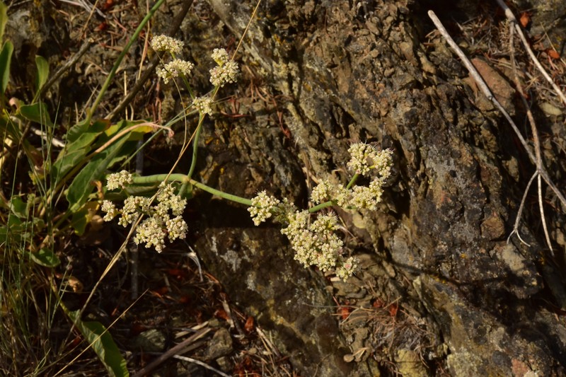 Eriogonum elatum var. villosum photo 6