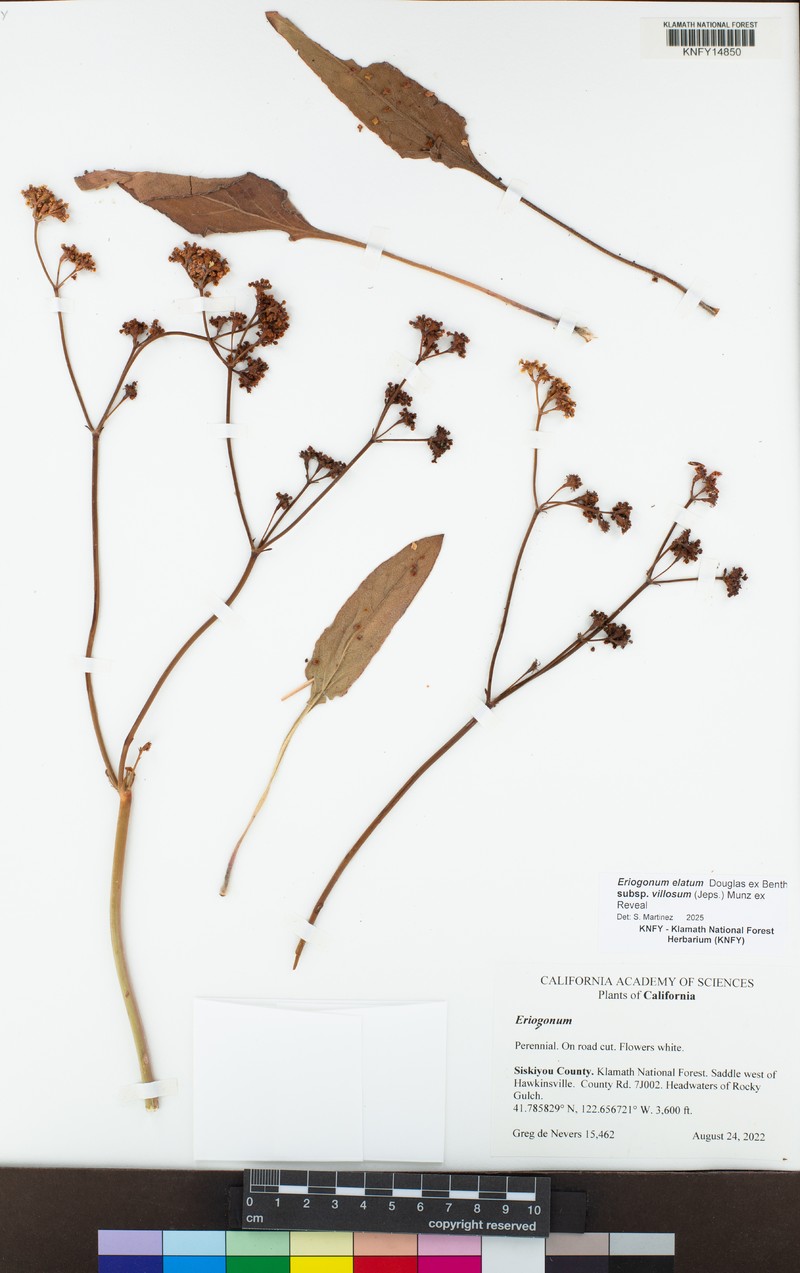 Eriogonum elatum var. villosum photo 7