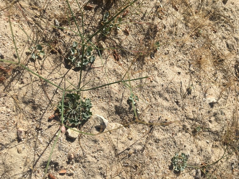 Elegant Buckwheat