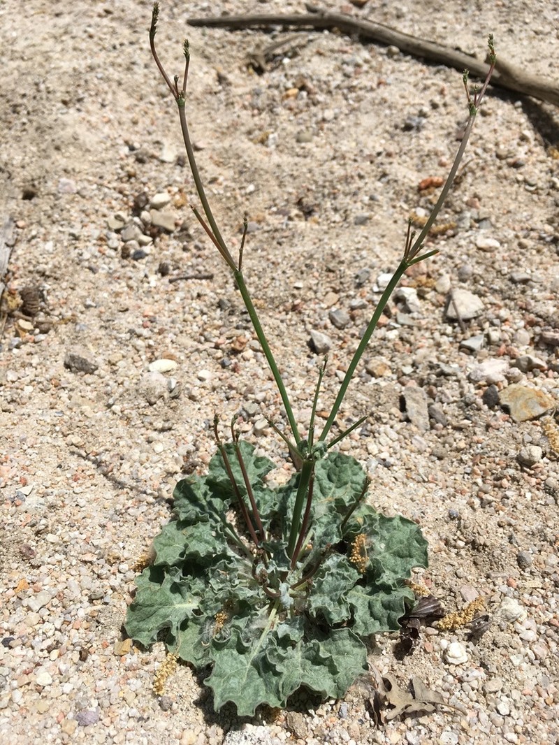 Elegant Buckwheat photo 4