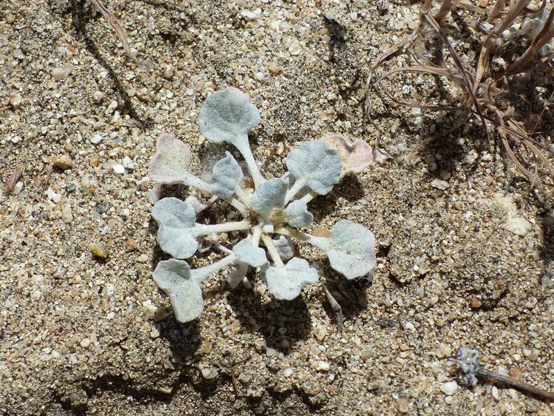 Elegant Buckwheat photo 5