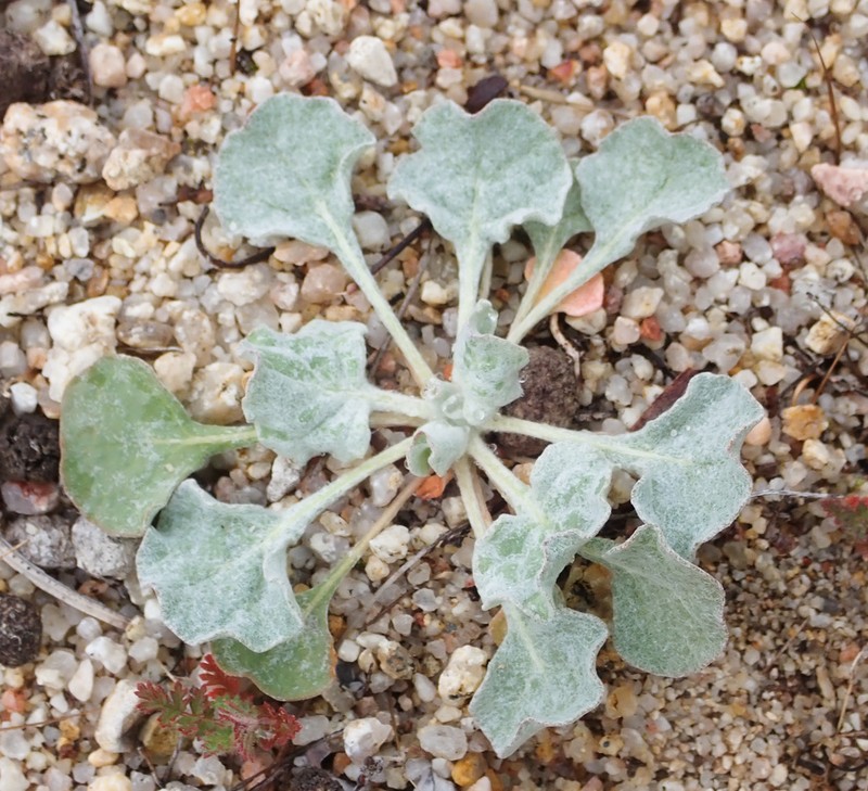 Elegant Buckwheat photo 6