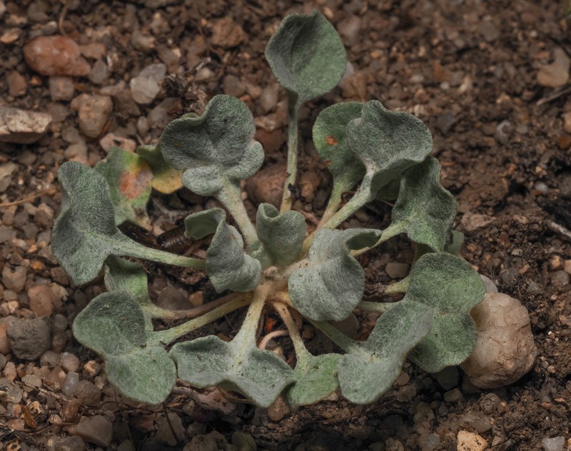 Elegant Buckwheat photo 7