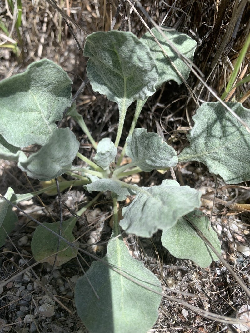 Elegant Buckwheat photo 8