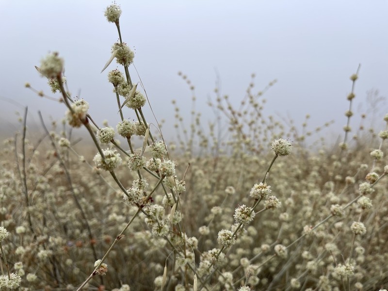 Longstem Buckwheat