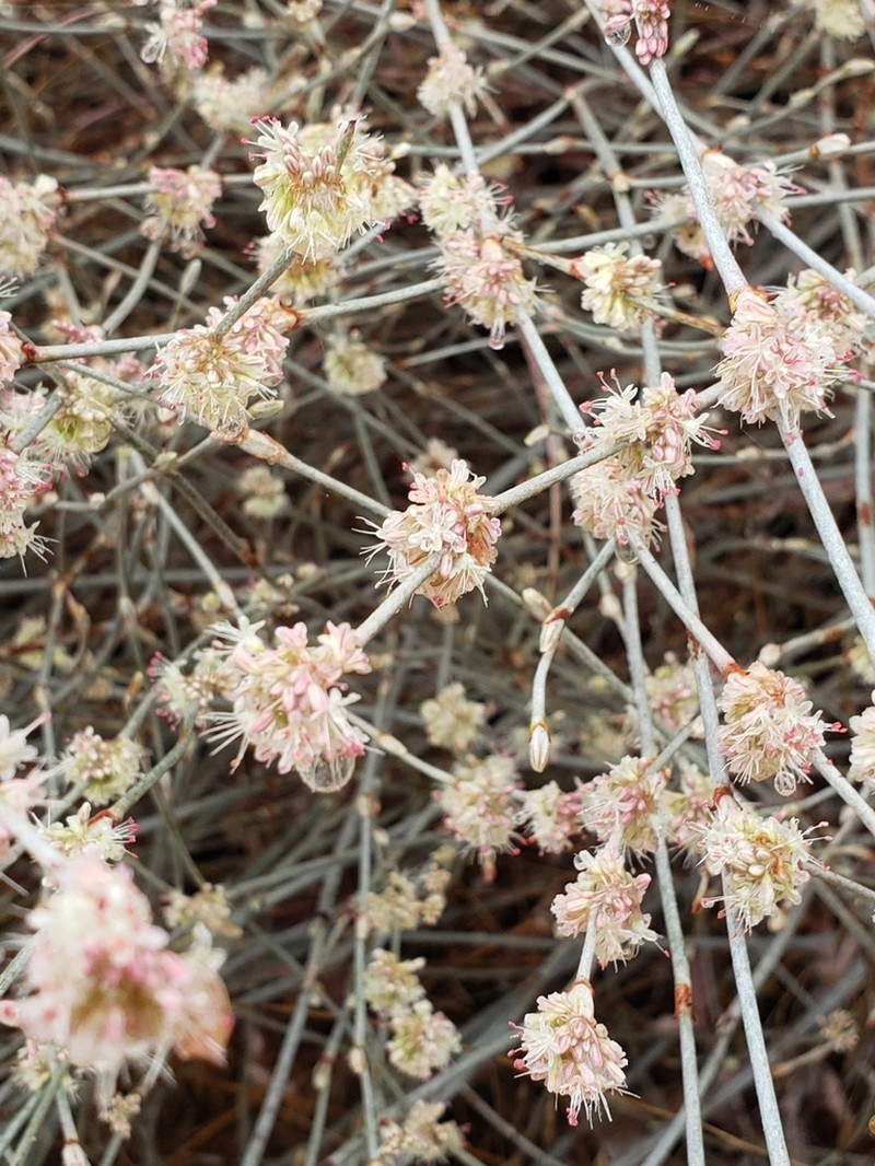 Longstem Buckwheat photo 2