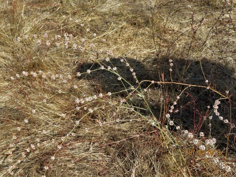 Longstem Buckwheat photo 3
