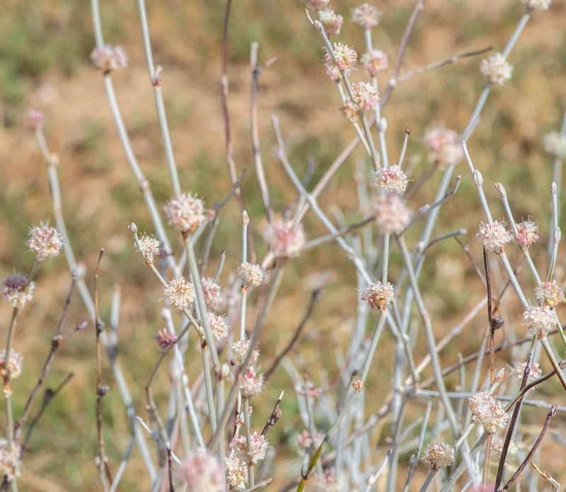 Longstem Buckwheat photo 4