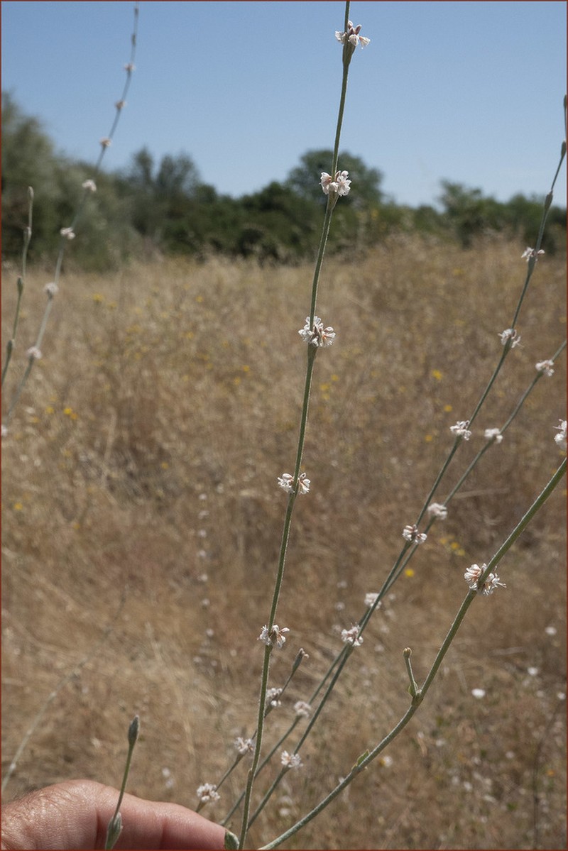 Longstem Buckwheat photo 5