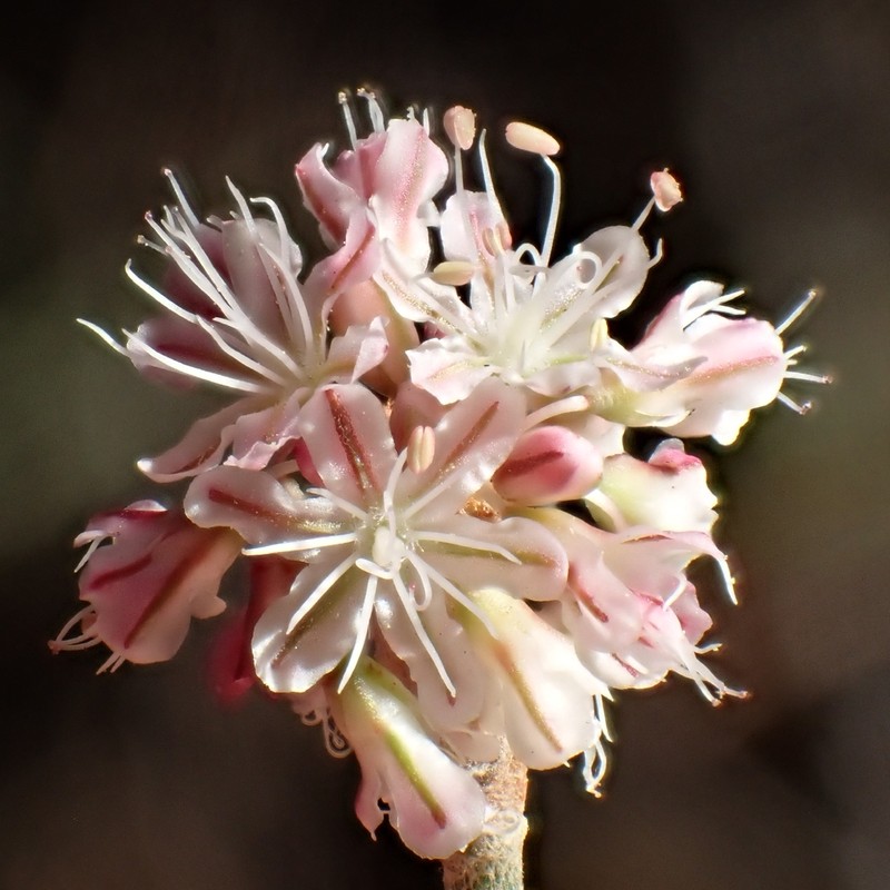 Longstem Buckwheat photo 6