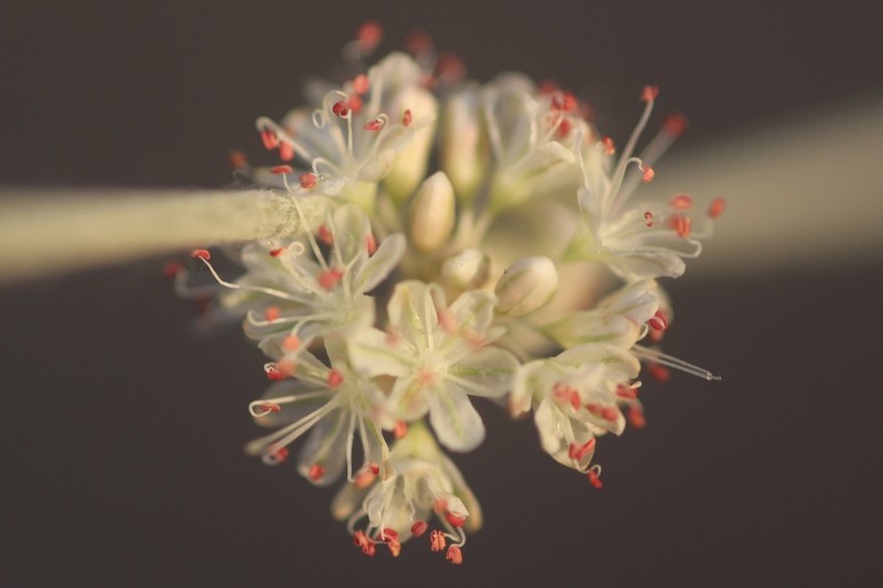 Longstem Buckwheat photo 7