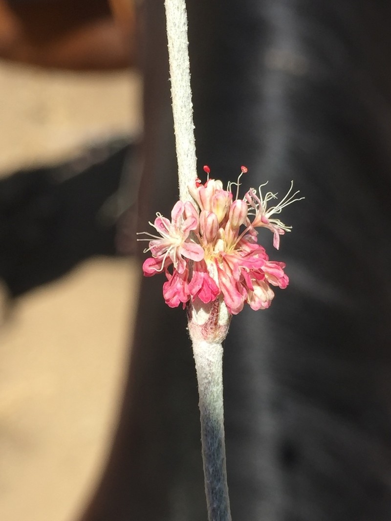 Longstem Buckwheat photo 8