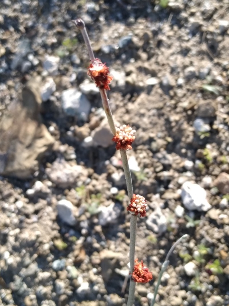 Eriogonum elongatum var. areorivum photo 2