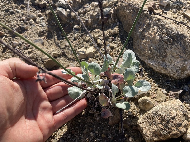 Eriogonum elongatum var. areorivum photo 3