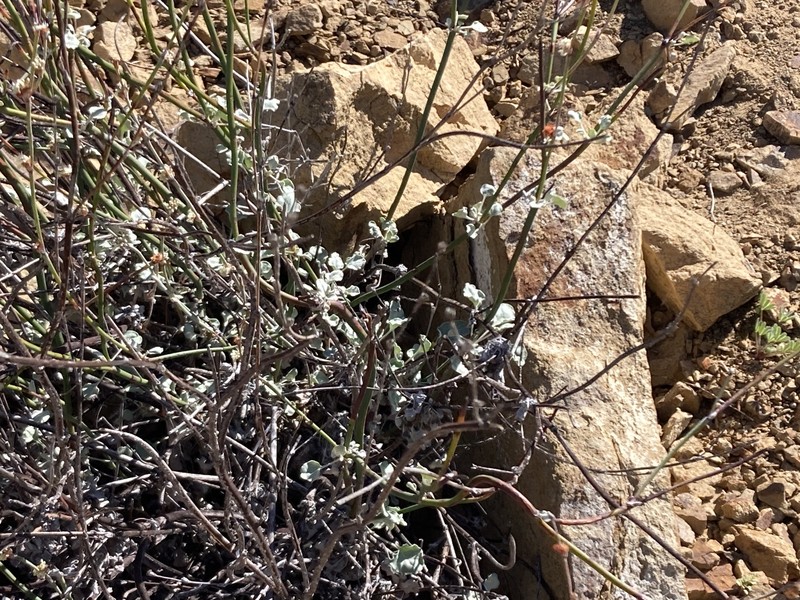 Eriogonum elongatum var. areorivum photo 4