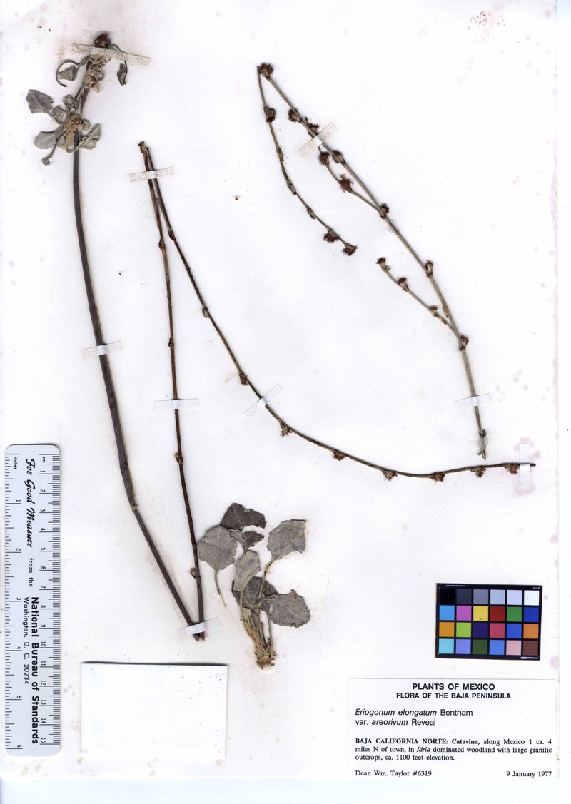 Eriogonum elongatum var. areorivum